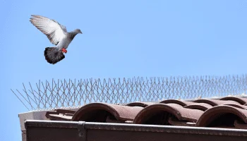 Bird spikes for bird control